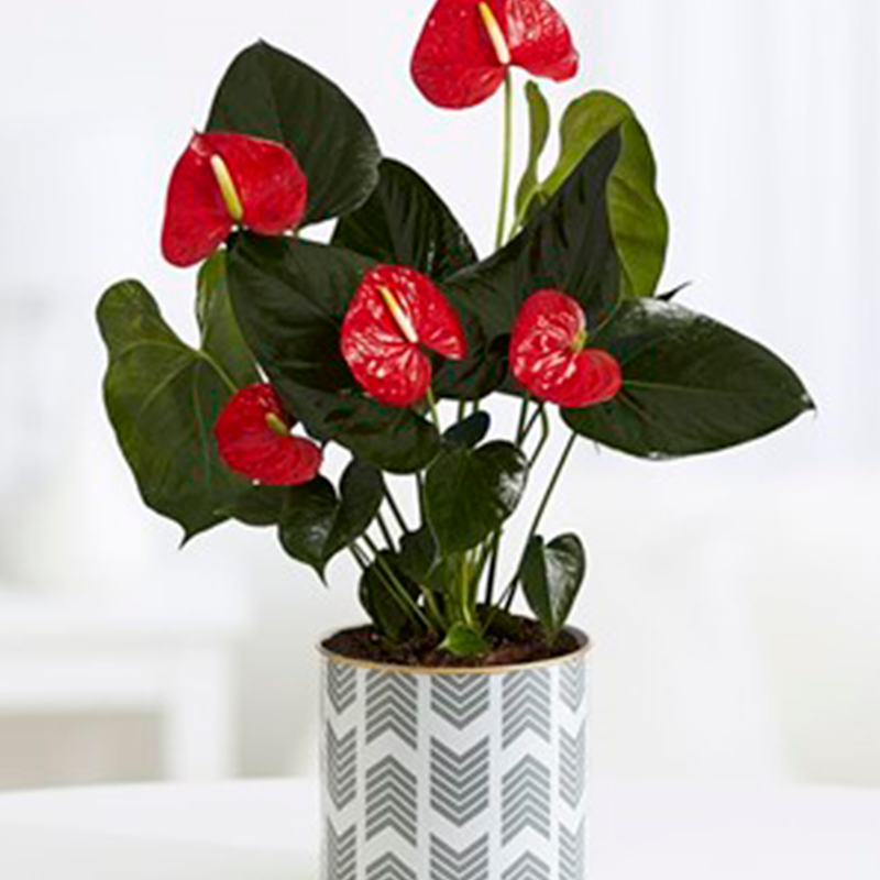 Anthurium