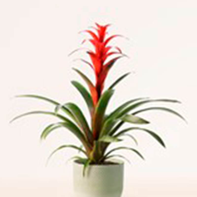 Guzmania
