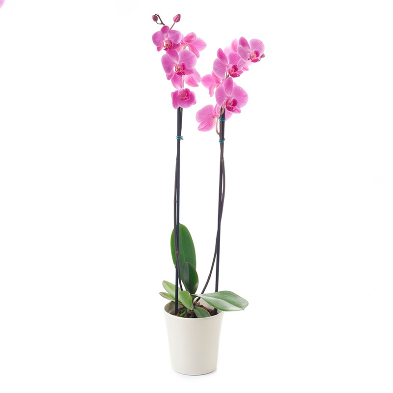 Orquidea phalaenopsis