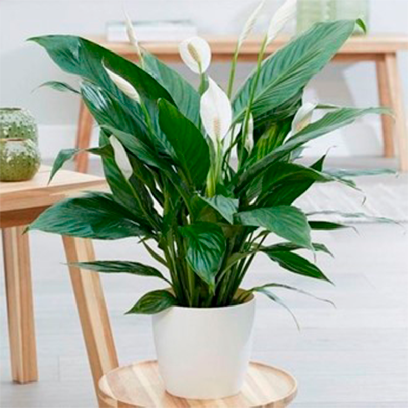 Spathiphyllum